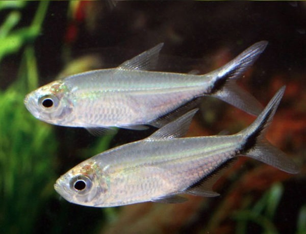 Costae Tetra 3-5cm