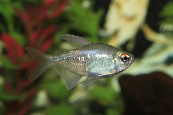 Diamond Tetra 3-4cm