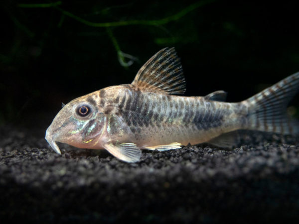 Corydoras Elisae 3-5cm