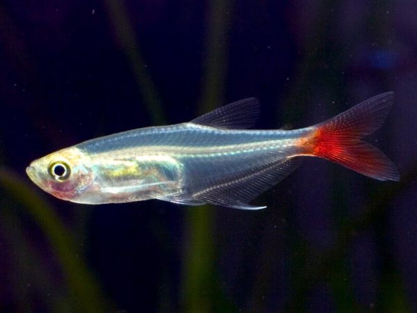 Glass Bloodfin 3-4cm