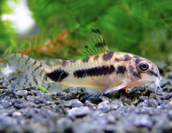 Corydoras Habrosus 1-2cm