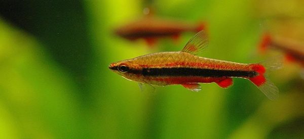 Red Pencil fish 3-5cm