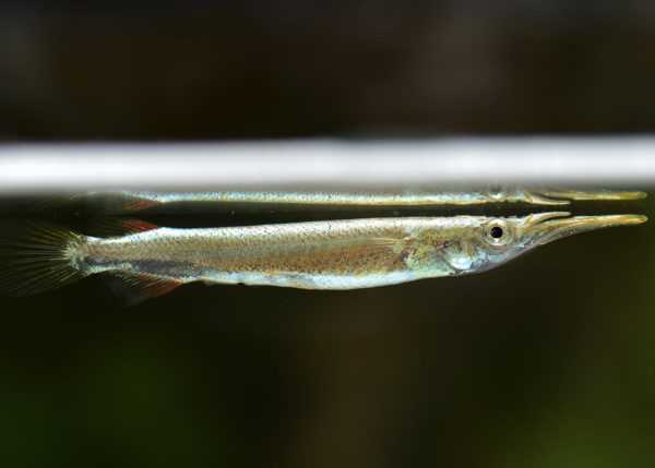 Silver Halfbeak 3-5cm