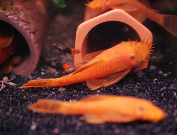 Super Red Bristlenose 6-8cm