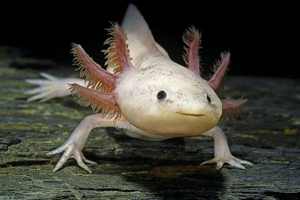 Assorted Axolotyl 20cm
