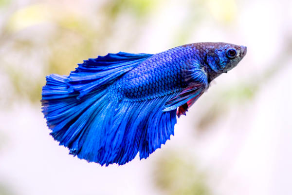 Purple/Blue Crowntail Siamese Fighting Fish 5cm