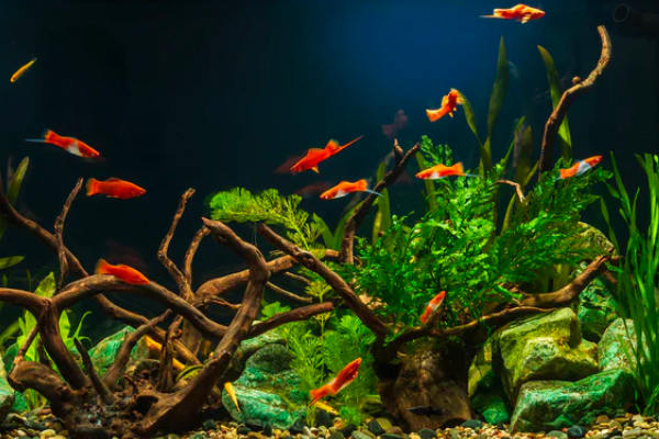 Apistogramma sp. "Steel Blue"